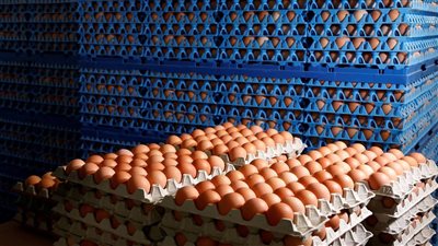 الحكومة تعلن تشغيل مشروع الـ30 مليون بيضة.. وإضافة 6 عنابر جديدة للإنتاج