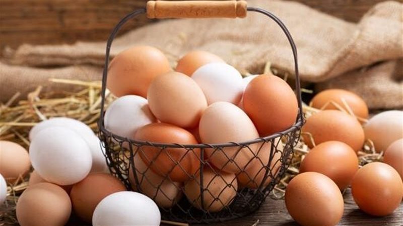 مشروع إنتاج البيض