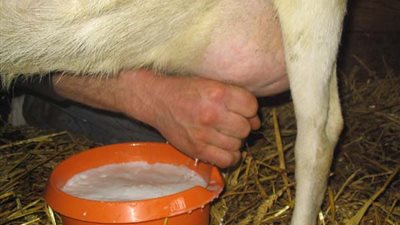 حليب الماعز... سر جمال البشرة من كليوباترا إلى نجمات هوليوود