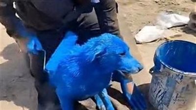 صبغ كلب باللون الأزرق يثير موجة من الغضب في العراق.. ما القصة؟