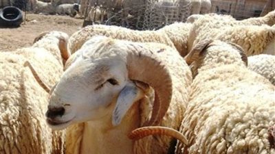 هل يجوز لي عمل العقيقة وأنا مدين؟ .. الإفتاء توضح الضوابط