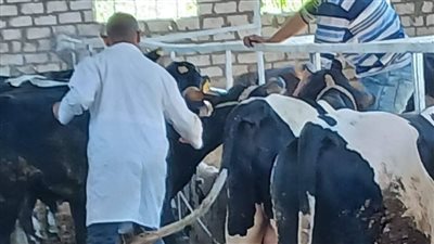 استمرار أعمال الحملة القومية للتحصين ضد مرض الحمى القلاعية بالسويس 