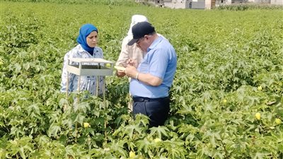 جولة ميدانية لوكيل زراعة البحيرة لزراعات القطن ويؤكد أنه بخير هذا العام  