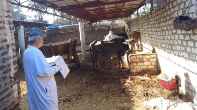 استمرار الحملة القومية للتحصين ضد الحمى القلاعية وحمى الوادي بدمياط