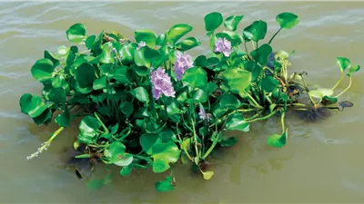 الري: إصابة ورد النيل لا تتجاوز 3% من المسطحات المائية|فيديو 