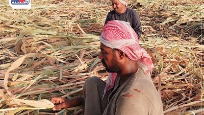 «ارتفاع درجات الحرارة».. عمال زراعة الذرة الشامية يواجهون أشعة الشمس بالغناء 