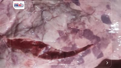 تموين الفيوم: ضبط 445 كجم 