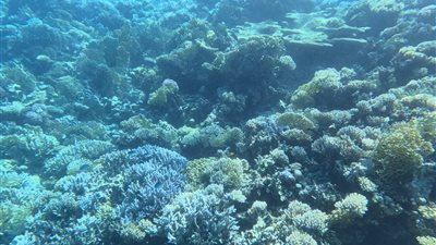 بدء العمل للفريق العلمي لمحميات البحر الأحمر لرصد الشعاب المرجانية