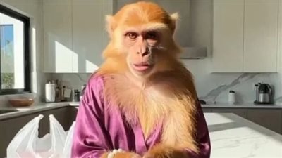 طبيبة نفسية تقدم روشتة ذهبية لحماية الأطفال من مخاطر فيديوهات القرود والقطط