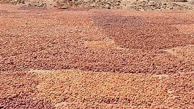 مسطح البلح بالرحمانية: أكبر مركز لتجفيف البلح القناوي بأنواعه المتعددة