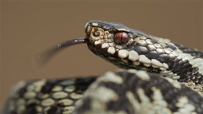 ثعبان يتسلل إلى حضانة في أمريكا ويلدغ طفلاً.. ما القصة؟