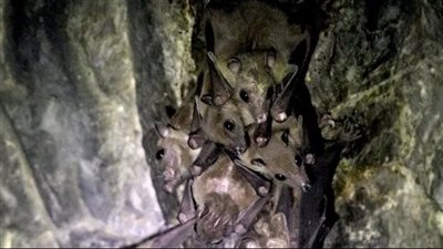 كابوس يلوح من جديد.. علماء يكتشفون فيروسات جديدة في الخفافيش في الصين