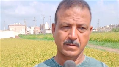 موسم حصاد الأرز في دمياط.. مزارع يكشف أسرار جديدة حول زراعته