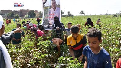 وكيل زراعة الفيوم: المساحة المنزرعة بالقطن 10 آلاف و848 فداناً من صنف جيزة