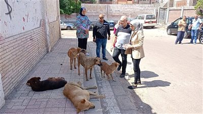 الإسكندرية تطلق حملة مشتركة لتطعيم الكلاب ضد السعار وتوفير بيئة آمنة للطلاب