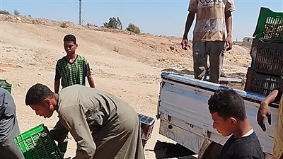 وسط درجات حرارة عالية وبلا ضمانات.. معاناة عمال نقل البلح للمسطاح 