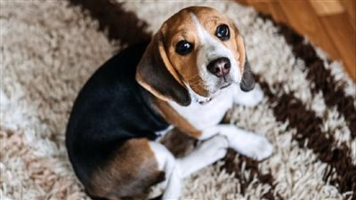 لمربي الكلاب.. لماذا يتقيأ رفيقك ذو الفراء دون سبب؟