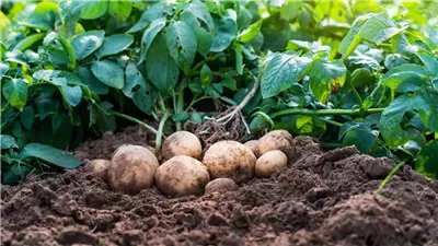 في أجواء قارصة البرودة ابتكار روسي جديد لزراعة البطاطس | تفاصيل