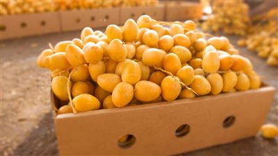 في موسم «البلح البرحي».. تعرف على فوائده صحيةوطرق تخزينه