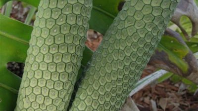 منها فاكهة الوحش ليد بوذا..تعرفي على أغرب أنواع الفواكه فى العالم