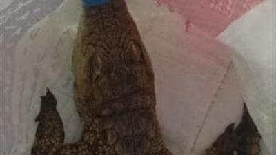 منال عوض توجه بالتعامل الفوري مع بلاغ العثور على تمساح بمياه بحر 