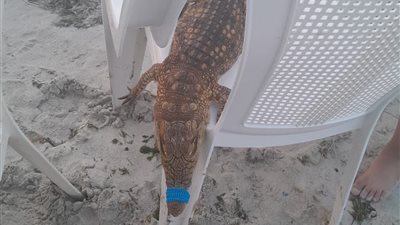 للتصوير فقط.. «نيوز رووم» تكشف سر ظهور تمساح شاطئ أبو تلات الإسكندرية