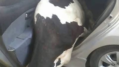 تركوا سيارتهم بعد تعطلها.. لصوص يسرقون بقرة وعجلتها بكفر البستان