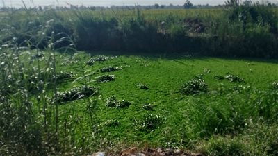 ورد النيل يلتهم ترع دمياط والأهالي يستغيثون: الأمراض محاصرانا والزرع بيموت