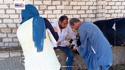 تحصين 80293 رأس ماشية ضد مرضي الحمى القلاعية وحمى الوادي المتصدع