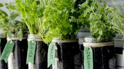 زيادة هرمون الأستروجين بأعشاب الكوهوش السودا ما هي ؟