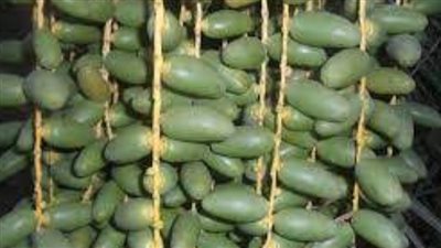 أغرب أكلات الصعيد المصري ..النارخ والخلع تعرف عليها