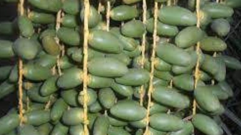 اكلات غريبه