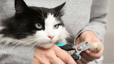 لمربي القطط.. كيفية تقليم مخالب قطتك في المنزل بكل سهولة