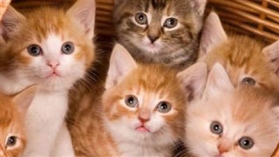 أمراض خطيرة تسببها القطط للإنسان.. أبرزها السعار والتوكسوبلازما