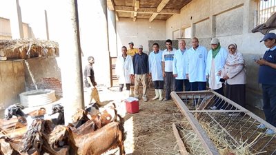 تحصين الماشية بدمياط ضد الحمى القلاعية والوادي المتصدع لحماية الثروة الحيوانية