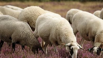 هل يجوز في العقيقة توزيع اللحم نيا أم لابد من طهيه؟.. دار الإفتاء توضح