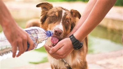 نقابة الأطباء البيطريين: تعذيب الحيوانات ينعكس سلبا على الطبيعة والإنسان