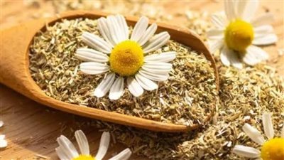 البابونج  يساعد في تحسين الصحة الجسدية والنفسية وتحسين الهضم