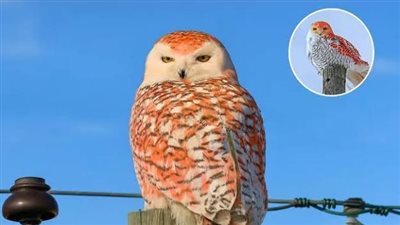 بومة ثلجية بريش برتقالي تخطف الأنظار وتتصدر المشهد.. ما القصة؟