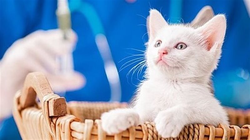 عادة خطيرة لقطتك