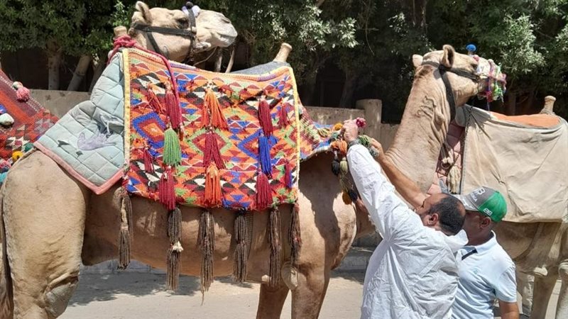 جانب من الكشف البيطري