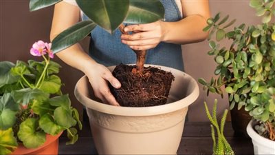 “هل تساعد النباتات على تهدئة التوتر اليومي؟ اكتشف فوائدها المدهشة الآن”  