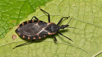 ما هي حشرات التقبيل؟ كل ما تحتاج لمعرفته عنها وعن لدغاتها