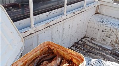 قبل بيعها للمواطنين.. ضبط 127 كيلو أسماك فاسدة في فرشوط بقنا