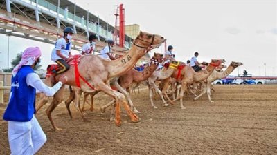 بحضور محافظ شمال سيناء.. انطلاق مهرجان سباق الهجن في العريش 