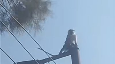 النسناس يعود للواجهة.. ظهور جديد بأرمنت يثير دهشة الأهالي