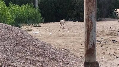 بعد إصابة رجل وطفله..كلب مسعور يثير الذعر فى قرية بالمنوفية