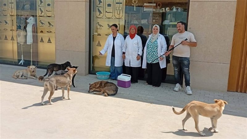 محافظة الجيزة: تحصين