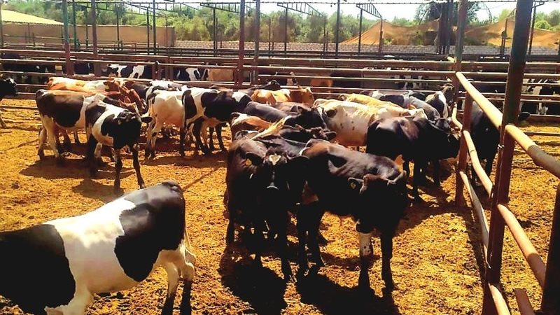 مديرية الزراعة تواصل