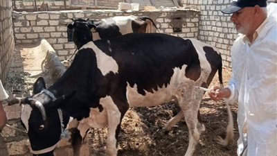 تنفيذ أعمال الحملة القومية للتحصين ضد الحمى القلاعية بالسويس 